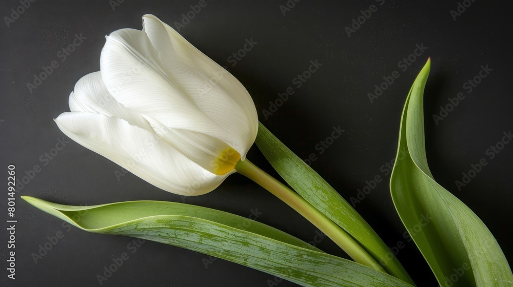 Obraz premium A white flower atop a green stem on a black table, nearby sits another green stem