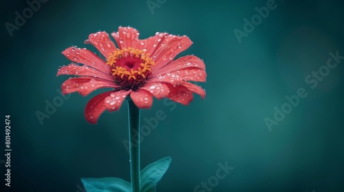  A red flower with water droplets on its petals against a green background and a blue sky in the distance