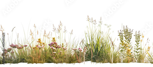 Fototapeta Naklejka Na Ścianę i Meble -  Coastal buffer zone of sea grasses and salt-tolerant wildflowers, providing habitat and shoreline protection, isolated on transparent background