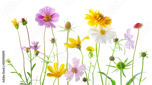 Close-up of wildflowers with morning dew, isolated on transparent background © SRITE KHATUN
