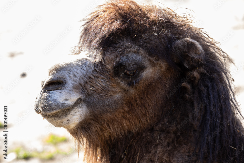 A Bactrian camel (Camelus bactrianus) is easily identified by its two humps on its back.The camel's head is large and blunt, and it has long eyelashes that help to protect its eyes from sand and dust.