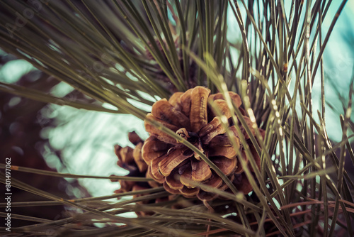 Pine Clone Close Up