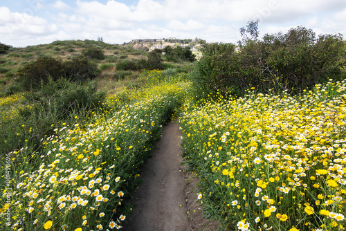 Spring flowers near the Weir Canyon trail in the Anaheim Hills community of Orange County California. © trekandphoto