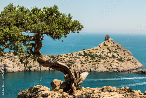 Top view of Cape Kapchik and and lonely pine on a sunny summer morning. Black Sea, Crimea, Russia