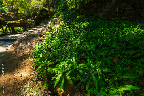 beautiful green callisia fragrans plant at Huai Kaeo waterfall at Huai Kaeo waterfall National Park in tourist attraction with green forest nature in Chiang Mai,Thailand.