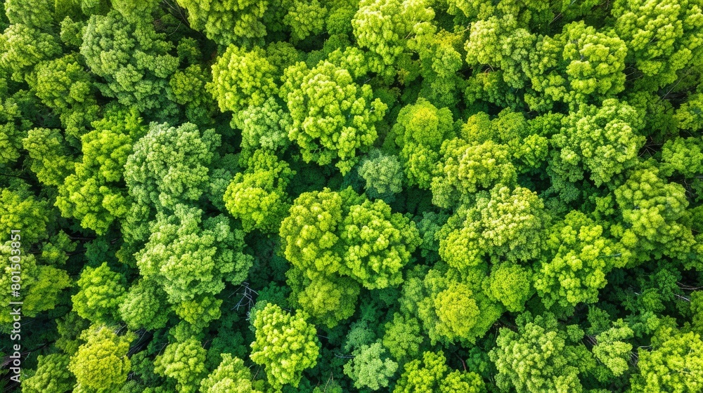 Green forest top view. Generative AI Green forest top view. Generative AI