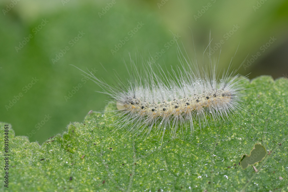 A caterpillar with dew coated bristly hairs.
