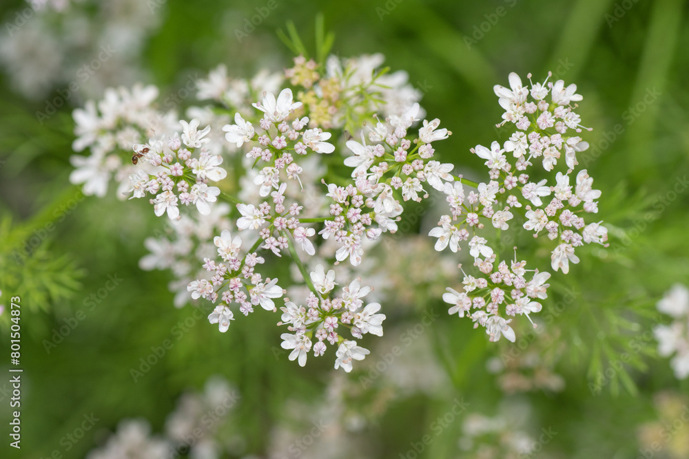 When the pink and white flowers of cilantro go to seed, they're referred to as coriander, and are valuable in flavoring food. When the pink and white flowers of cilantro go to seed, they're referred to as coriander, and are valuable in flavoring food.