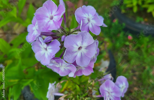 On a summer day  pale lilac flowers with a white radiant center of the garden phlox Phlox paniculata  Prospero  in the garden