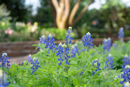 Beautiful blue flowers with white tips fill a flower bed.