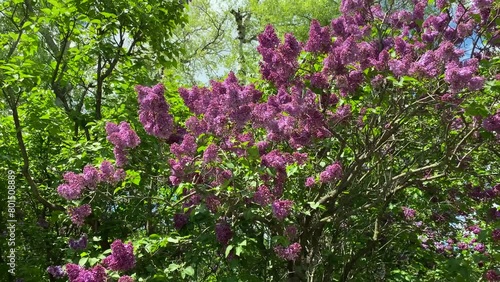 Blooming burgundy lilac bush in the park on a spring day. A walk along the blooming lilac. A sunny spring day, a lilac blossomed in the park. High quality 4k footage