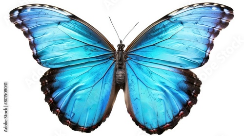 Turquoise butterfly isolated. Generative AI © Roman