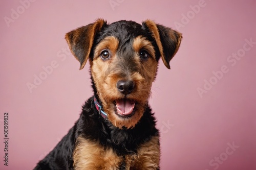 Airedale Terrier puppy with open mouth looking at camera, copy space. Studio shot. photo