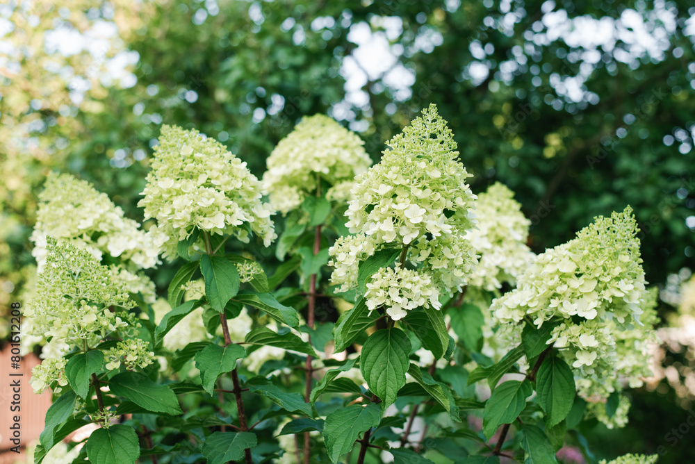 White inflorescences of paniculate hydrangea Polar Bear in the garden White inflorescences of paniculate hydrangea Polar Bear in the garden