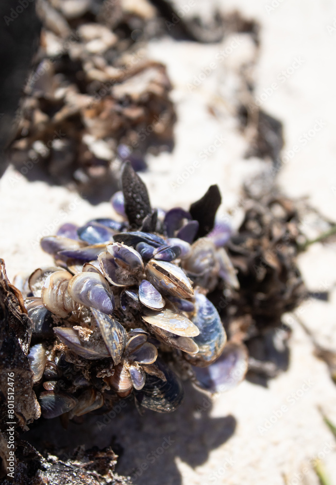 Mussels Mussels
