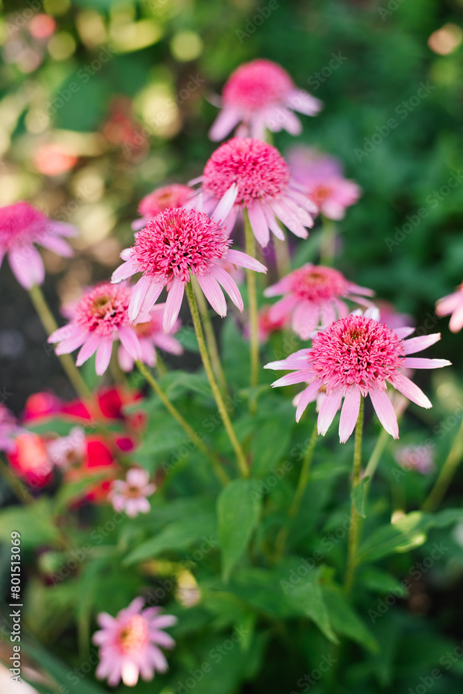 Pink flowers of Echinacea Razmatazz in the garden