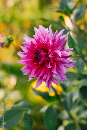 Purple dahlia flower tall in the garden