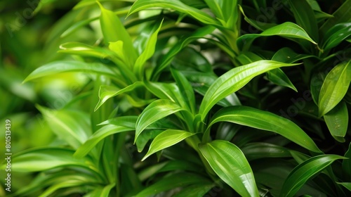 A vibrant close-up of the bright green leaves of a Phoenix roebelenii, showcasing the lush foliage.   © Chingiz