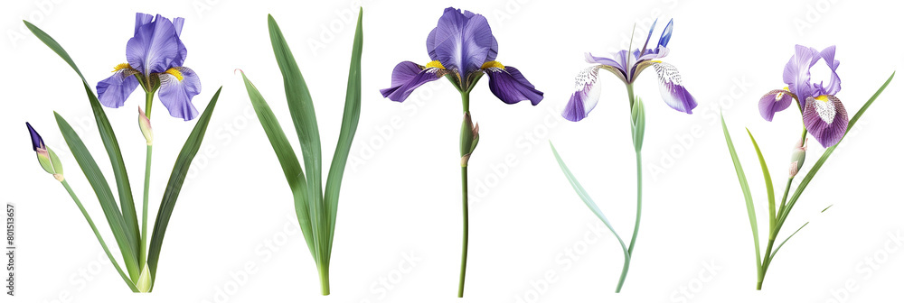 set of irises with sword-like leaves, isolated on transparent background set of irises with sword-like leaves, isolated on transparent background