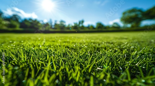 A vibrant close-up of a green lawn under the sunshine with a clear blue sky in the background.