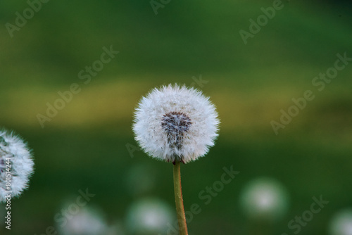 dandelion on green background