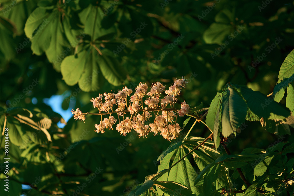 chestnut flowers chestnut flowers