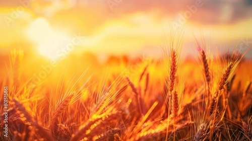 Close-up view of golden wheat ears swaying in a serene field at sunset  portraying a tranquil natural landscape.