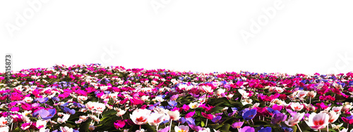 Vivid Tapestry of Multicolored Cyclamen Flowers in Full Bloom