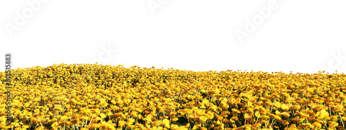 Golden Sea of Dandelions Stretching Towards a Bright Horizon