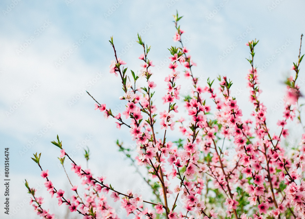Selective focus of beautiful branches, pink blooming peach or apricot on a tree under a blue sky, Beautiful cherry blossoms during the spring season in the park.