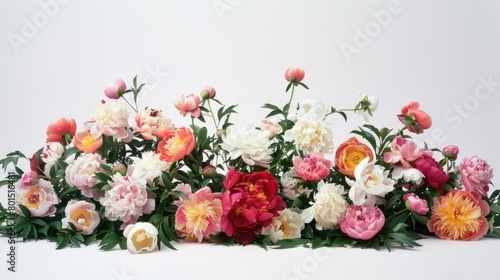 Vibrant Peony Bush: Colorful Blooms on White Background