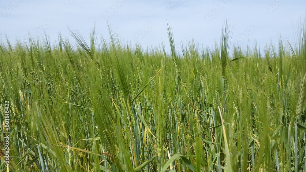 “Green grass swaying in the wind under a blue sky on a summer day” “Green grass swaying in the wind under a blue sky on a summer day”