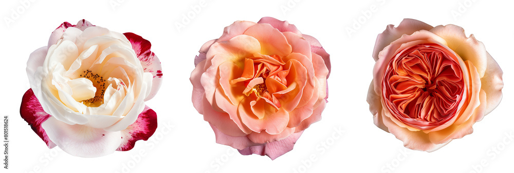 set of roses in bloom, isolated on transparent background set of roses in bloom, isolated on transparent background