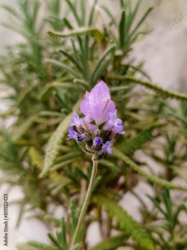 small lavender flower with plant leaves in the background