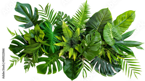 Assortment of tropical leaves in a lush bouquet  isolated on transparent background