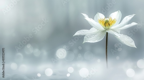  A white bloom with a yellow core at photo's heart, set against a gray-white backdrop, softly blurred behind