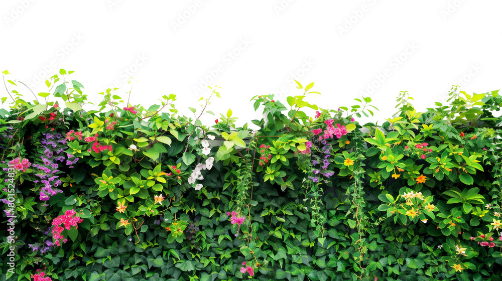Vertical garden wall with wildflowers and vines, isolated on transparent background Vertical garden wall with wildflowers and vines, isolated on transparent background