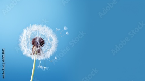 close-up of a dandelion on a blue background