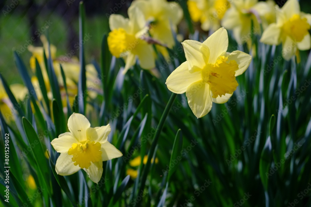 yellow daffodils in spring yellow daffodils in spring