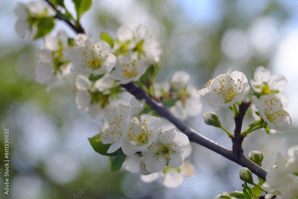 Blooming apple trees in spring Blooming apple trees in spring