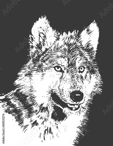 Wolf Face Realistic Hand Drawn Sketch Illustration Wildlife. Vector illustration