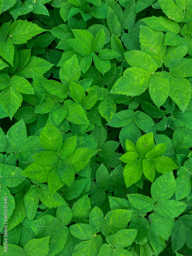 green background with leaves of a plant green background with leaves of a plant