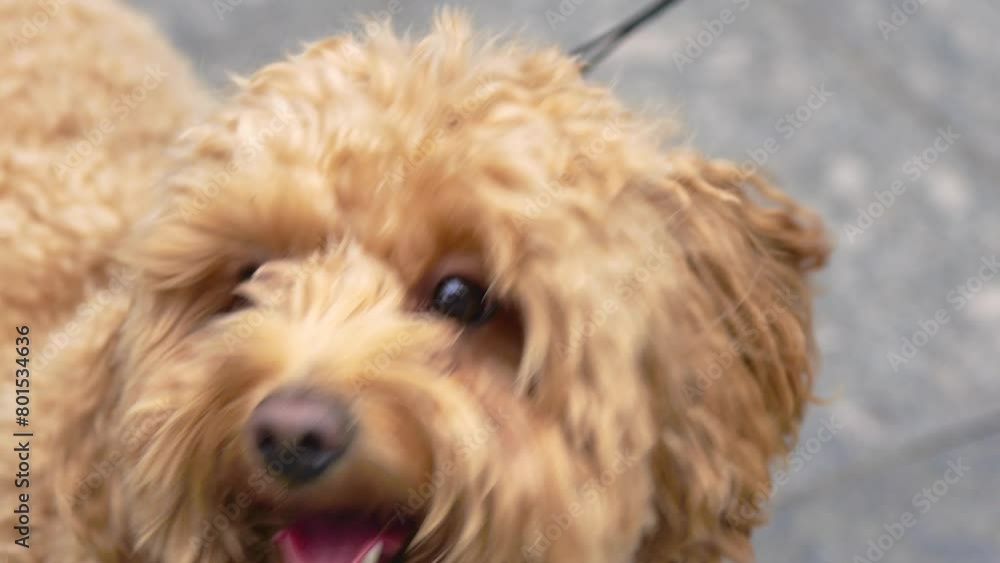 a dog on a leash walks with its owner
a dog on a leash walks with its owner