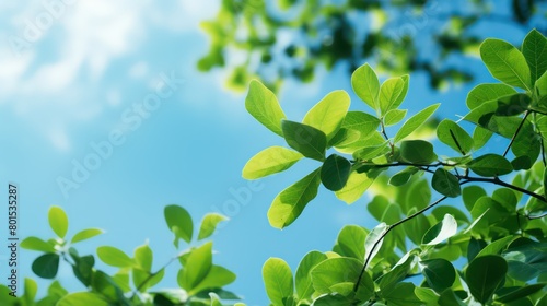 Fresh green leaves with blue sky background  nature and environment concept