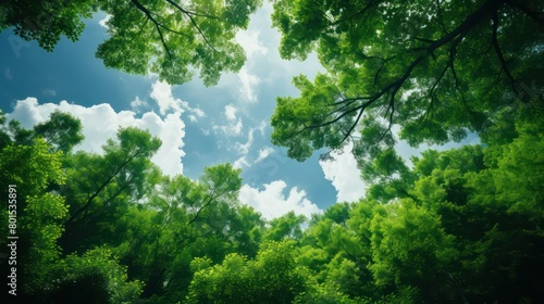 Fresh green leaves and blue sky with white clouds in the forest