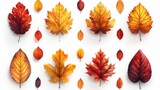 Leaves of autumn. Yellow autumnal garden leaf, red fall leaf and fallen leaves. Botanical forest plants or september october tree foliage. Flat isolated modern symbols.
