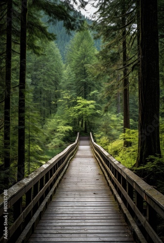 Serene forest walkway