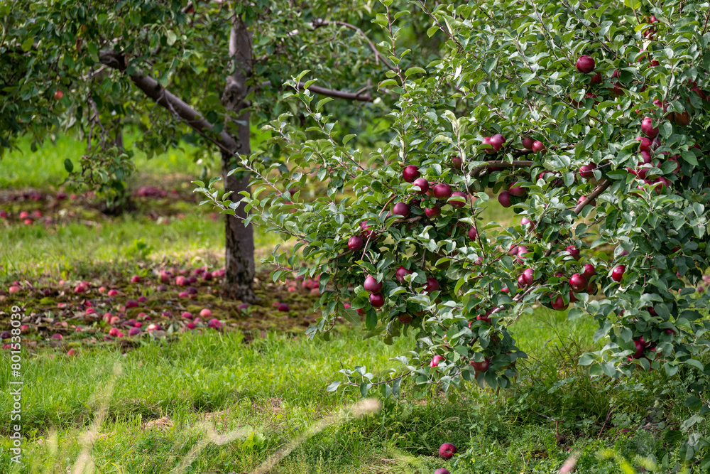 Rows of cultivated red gala apple trees on an orchard in autumn. The farm soil is dry with grass spots. The daytime sky is blue with white clouds. The trees are dwarfed with a thick oval crown. Rows of cultivated red gala apple trees on an orchard in autumn. The farm soil is dry with grass spots. The daytime sky is blue with white clouds. The trees are dwarfed with a thick oval crown.