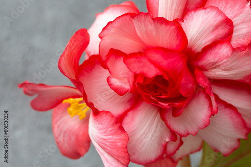 Wallpaper Mural Magnificent lush tuberous white-pink begonia on a light background. Floriculture, hobby, home flowers. Torontodigital.ca