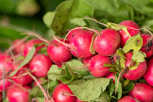 Tableau sur toile Bunch of organic, ripe, raw, red, round, root radishes